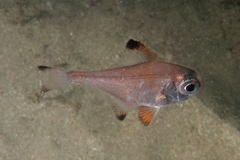 Pempheris adspersa