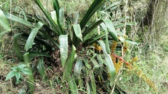 Aechmea ramosa