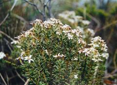 Olearia cymbifolia