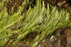 Chaetomorpha antennina