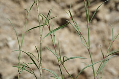 Polygonum salsugineum