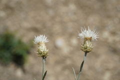 Psephellus czirkejensis