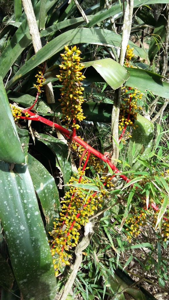 Aechmea ramosa