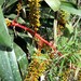 Aechmea ramosa - Photo (c) maurieres, some rights reserved (CC BY-NC), uploaded by maurieres