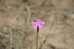 Dianthus bicolor