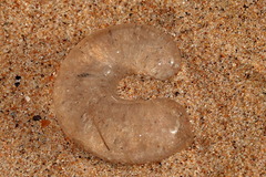 Conuber