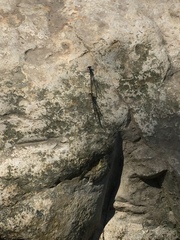 Argia immunda