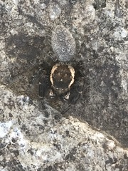 Phidippus cerberus
