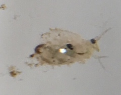 Daphnia
