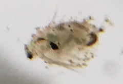 Daphnia