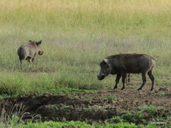 Phacochoerus africanus