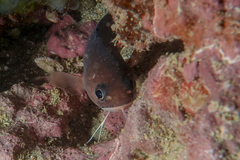 Pseudophycis breviuscula