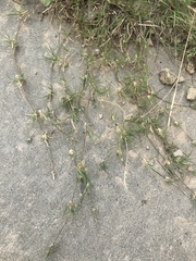 Cynodon dactylon dactylon