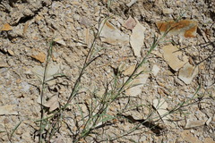 Polygonum salsugineum