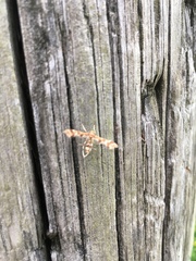 Geina periscelidactylus