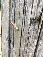 Geina periscelidactylus