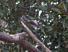 Rhipidura albiscapa alisteri