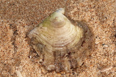 Pinctada maculata