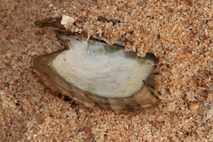 Pinctada maculata