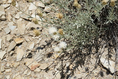 Psephellus czirkejensis