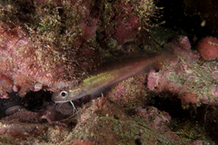 Pseudophycis breviuscula