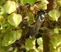 Cratichneumon viator