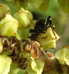 Cratichneumon viator