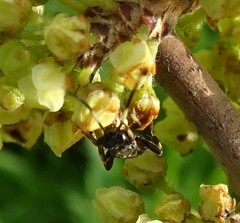 Cratichneumon viator