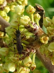 Cratichneumon viator