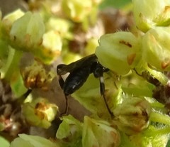 Cratichneumon viator