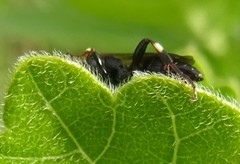 Cratichneumon viator