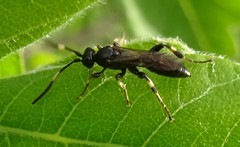 Cratichneumon viator