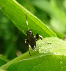 Cratichneumon viator