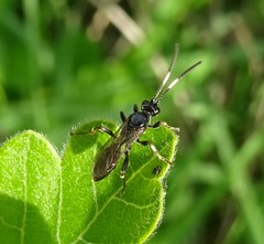 Cratichneumon viator