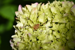 Leiobunum ventricosum