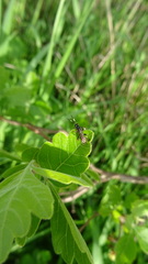 Cratichneumon viator