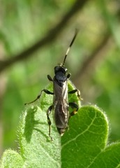 Cratichneumon viator