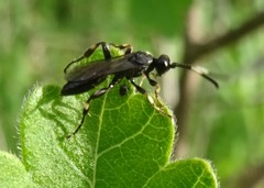 Cratichneumon viator