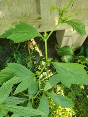 Geum laciniatum