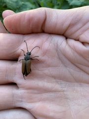 Trigonarthris