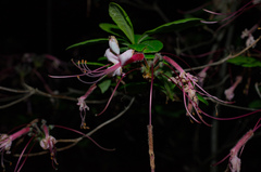 Rhododendron periclymenoides