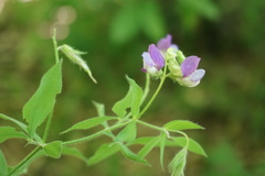 Lathyrus laxiflorus