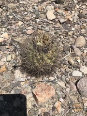 Echinomastus warnockii