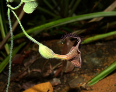 Aristolochia leprieurii