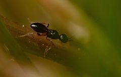 Conostigmus