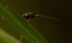 Conostigmus