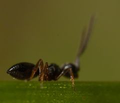 Conostigmus