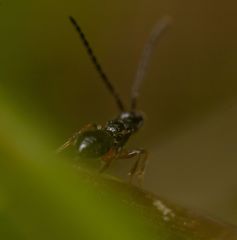 Conostigmus
