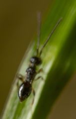 Conostigmus