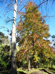 Liquidambar acalycina
